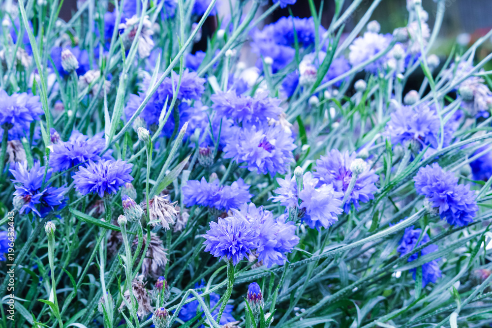 Beautiful cornflowers meadow close up