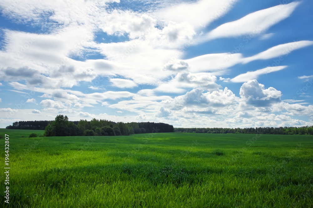 Green field and beautiful blue cloudy sky with light clouds. Agricultural landscape. Wide photo. Green field and beautiful blue cloudy sky with light clouds. Agricultural landscape. Wide photo.