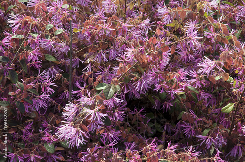 Sydney Australia, Chinese fringe flower shrub photo