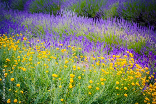 Fototapeta Naklejka Na Ścianę i Meble -  Lavender flowers mixed with yellow flower blossom