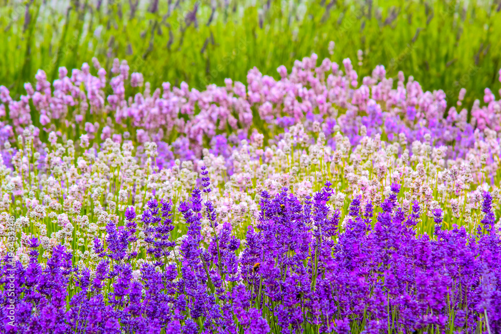 Naklejka premium Lavender fields in England, UK