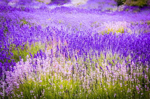 Lavender fields in England, UK