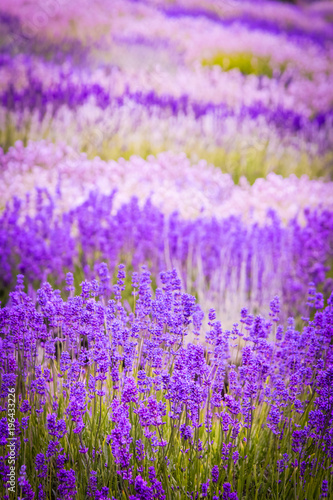 Lavender fields in England  UK