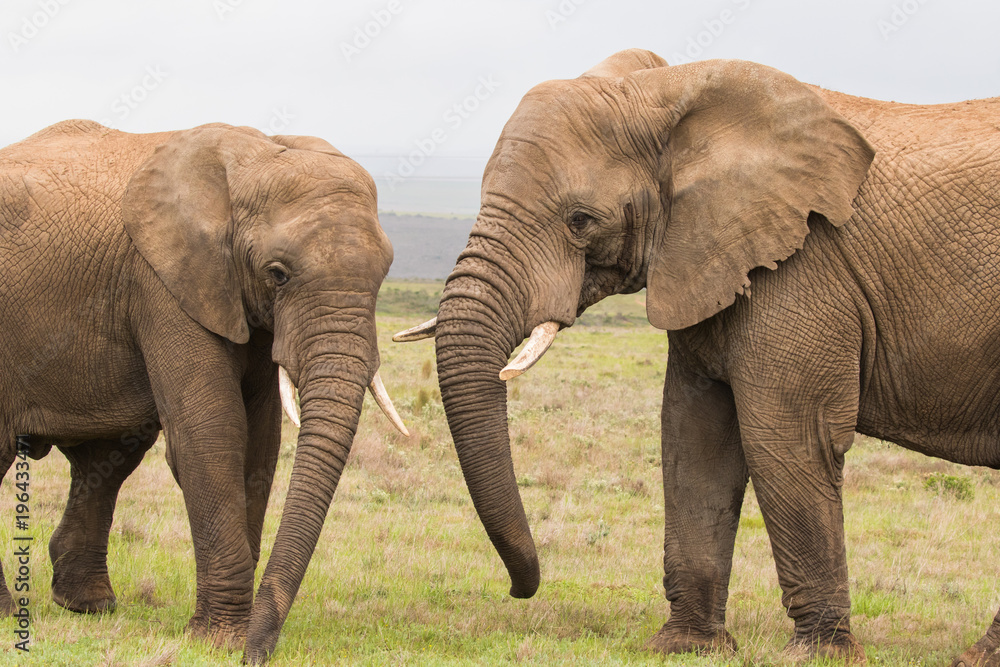 Two elephants meet