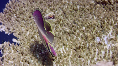 Triangle butterflyfish (Chaetodon triangulum) is picking polypes from  coral,WAKATOBI, Indonesia