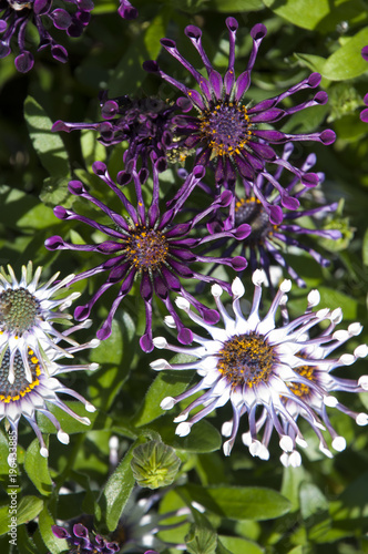 Sydney Australia, purple and white african daisy flowers with curled petals