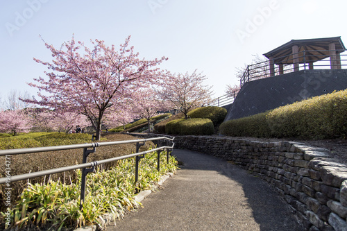 西海橋公園の河津桜