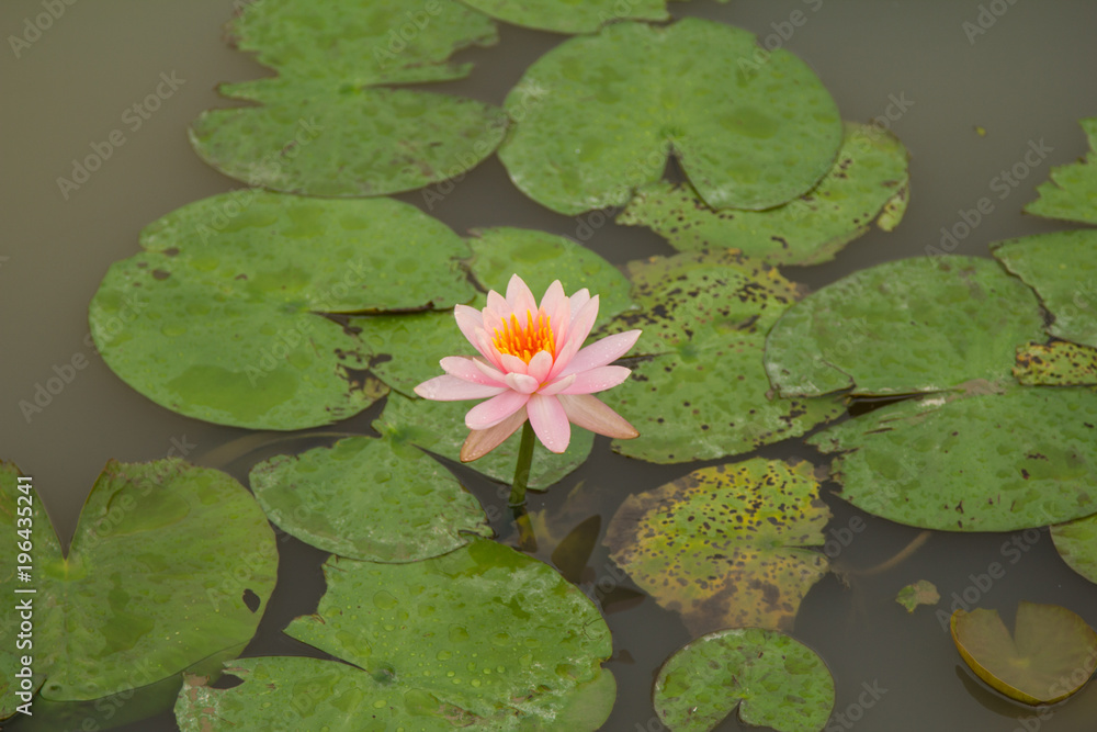 Lotus Field