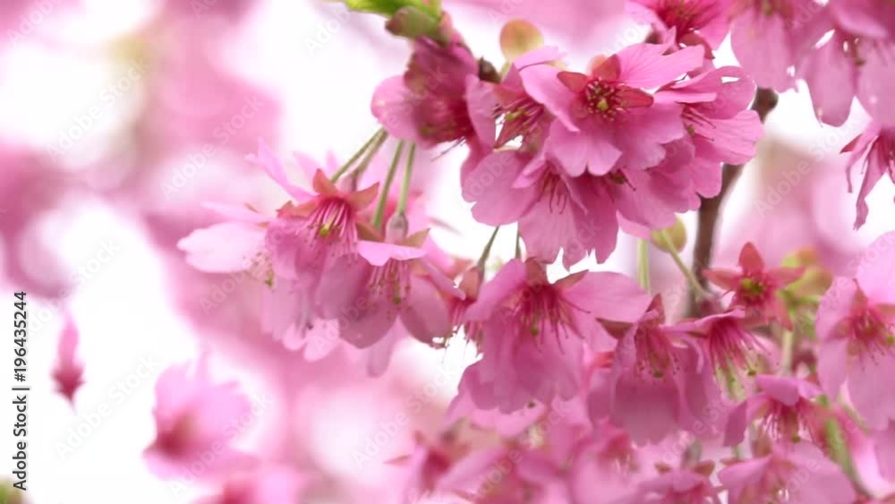 Pink cherry blossom(Cherry blossom, Japanese flowering cherry) on the Sakura tree. Sakura flowers are representative of Japanese flowers. The main part of the winter pass. I love everyone. Pink cherry blossom(Cherry blossom, Japanese flowering cherry) on the Sakura tree. Sakura flowers are representative of Japanese flowers. The main part of the winter pass. I love everyone.