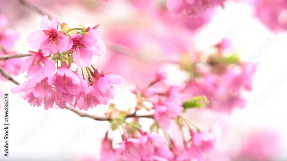 Pink cherry blossom(Cherry blossom, Japanese flowering cherry) on the Sakura tree. Sakura flowers are representative of Japanese flowers. The main part of the winter pass. I love everyone. Pink cherry blossom(Cherry blossom, Japanese flowering cherry) on the Sakura tree. Sakura flowers are representative of Japanese flowers. The main part of the winter pass. I love everyone.