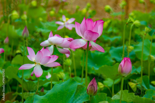 Lotus Field