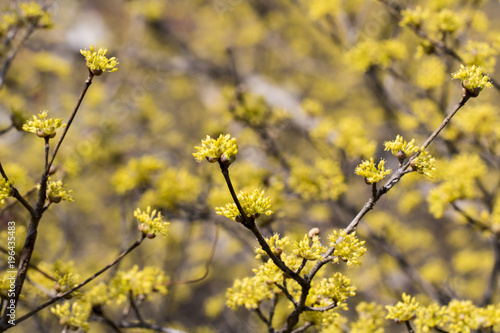 Cornus mas fruit tree in bloom, yellow small flowers