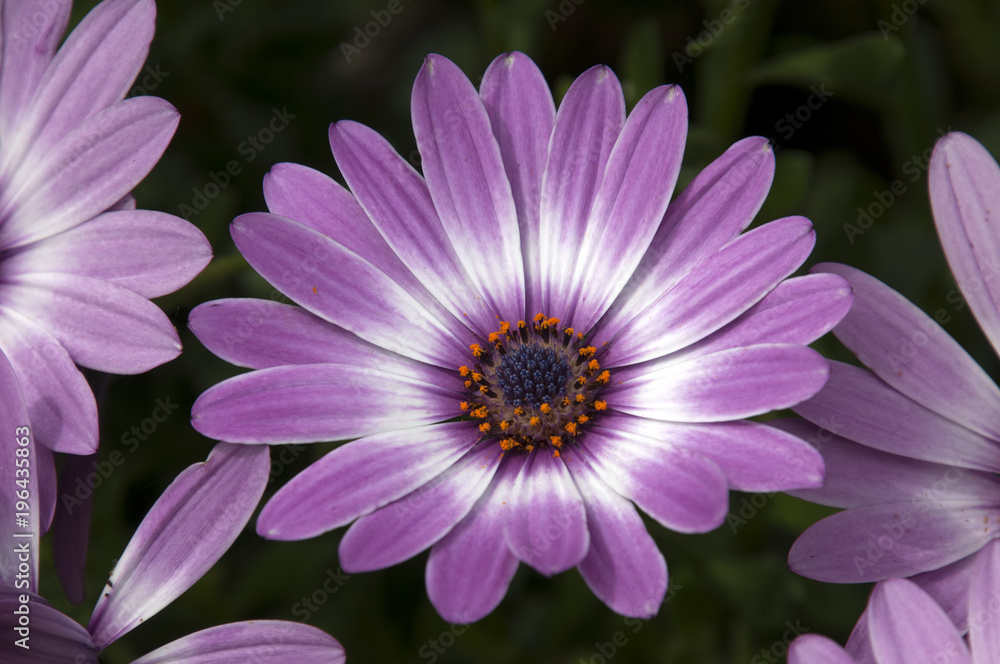 Sydney Australia, mauve and white african daisy flower Sydney Australia, mauve and white african daisy flower