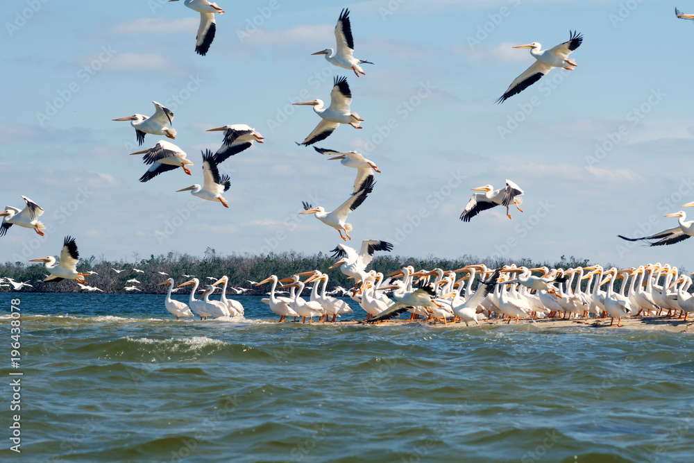  Flying and sitting on the island American white pelicans (Pelecanus erythrorhynchos). State of Florida, Gulf of Mexico, USA