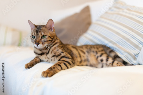 Young bengal cat lying on white couch © Juhku