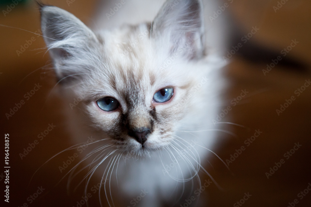 Young adorable white Sacred Birman kitten