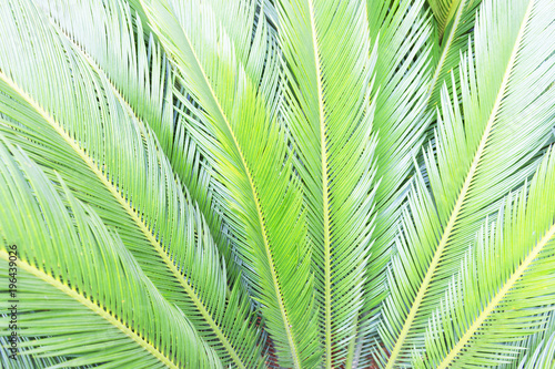 Palm sunday concept  Palm Branches background