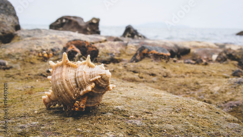 hermit crab for graphic resource or background film style photo