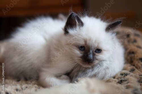 Young adorable white Sacred Birman kitten