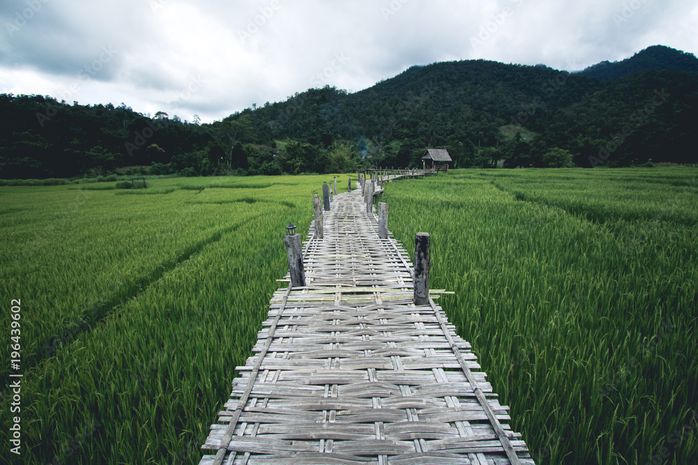 Rice field A wooden bridge on a rice field travel pai thailand