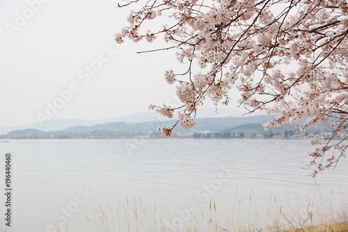 cherry blossoms on the lake side road