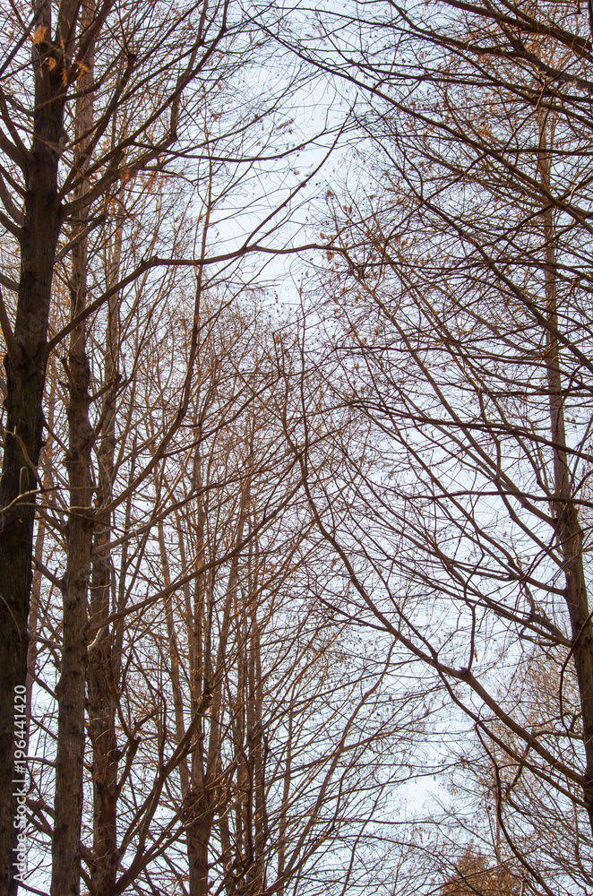 公園の針葉樹