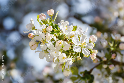 Flowers of an apple tree on a branch