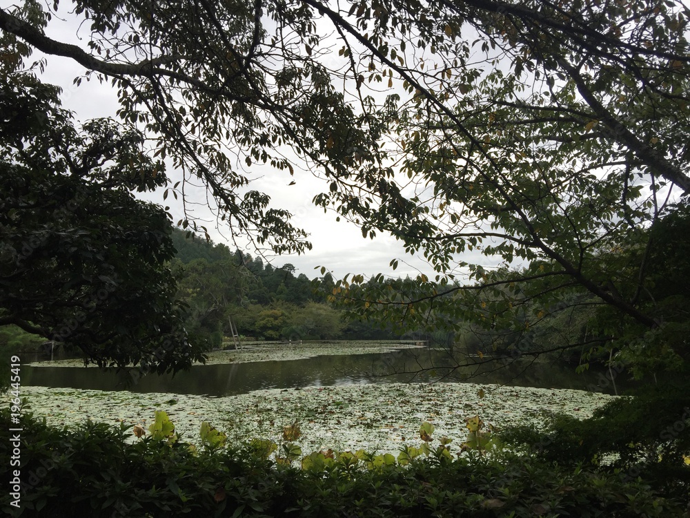 Fototapeta premium Japan