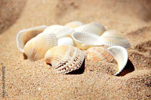  A pile of seashells on the sand of beach. 