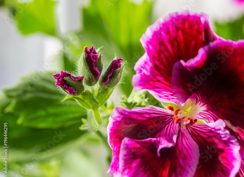 Fototapeta Naklejka Na Ścianę i Meble -  Flowers macro photo. Home flower Angel Pelargoniums. 