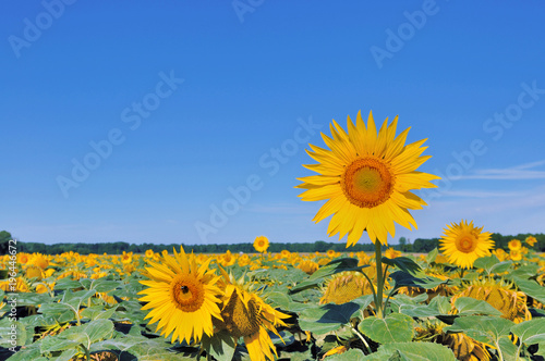 sunflower under blue sky higher than the others in the field