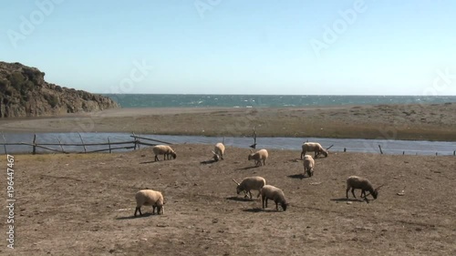 Sheep graze in a pasture near the ocean at Buchupureo, Chile photo