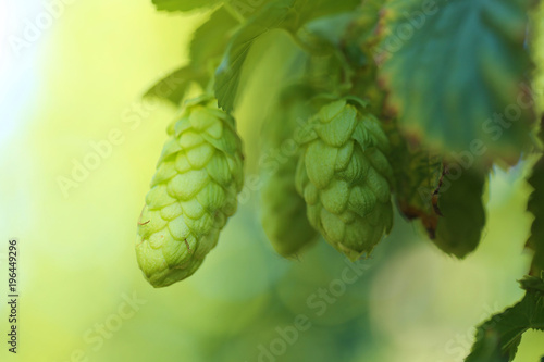 Hop. hops cones vegetable background.cones of hops on a blurred green plant background. Harvest 