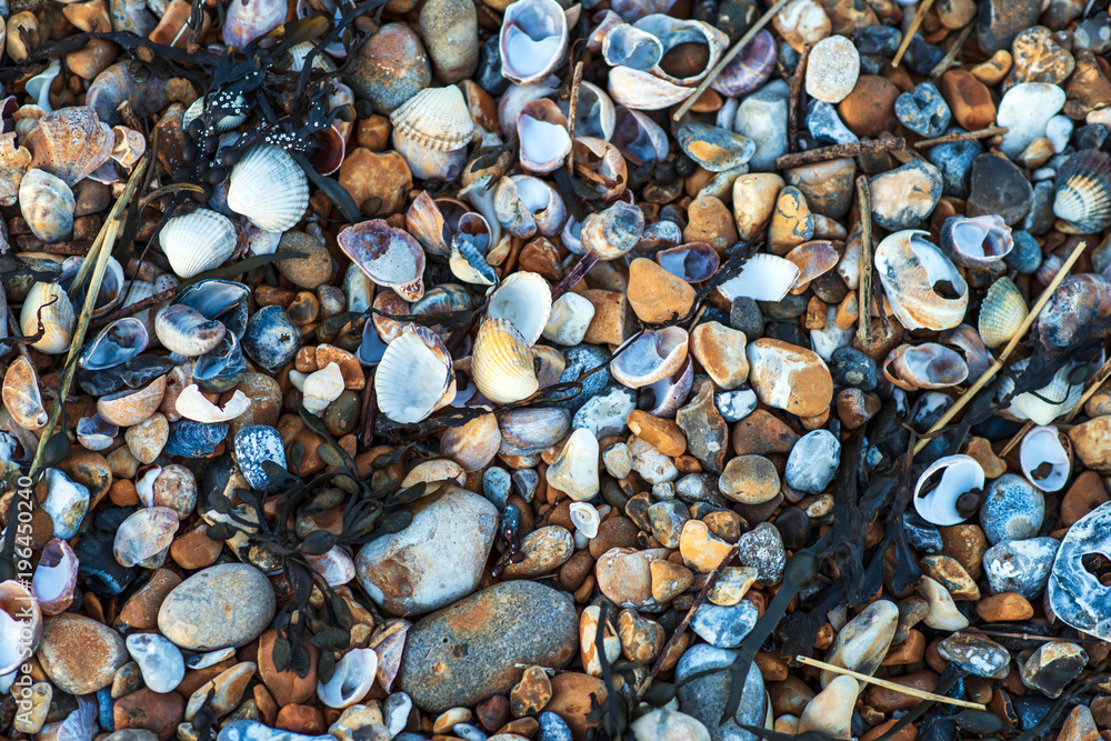 Sea shells on Sea shore Poster Sea shells on Sea shore Poster