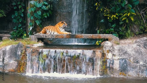 The tiger lies on the rock near the waterfall. Bengal Tiger in deep wild, animal. Jungle concept. photo