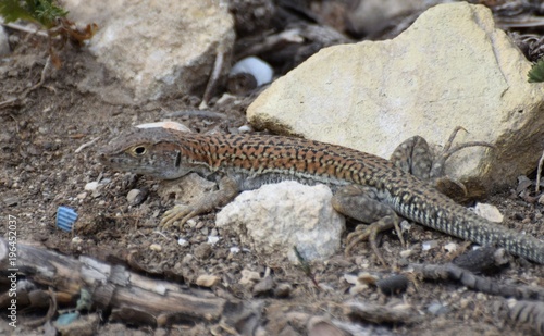 wild lizard North Cyprus