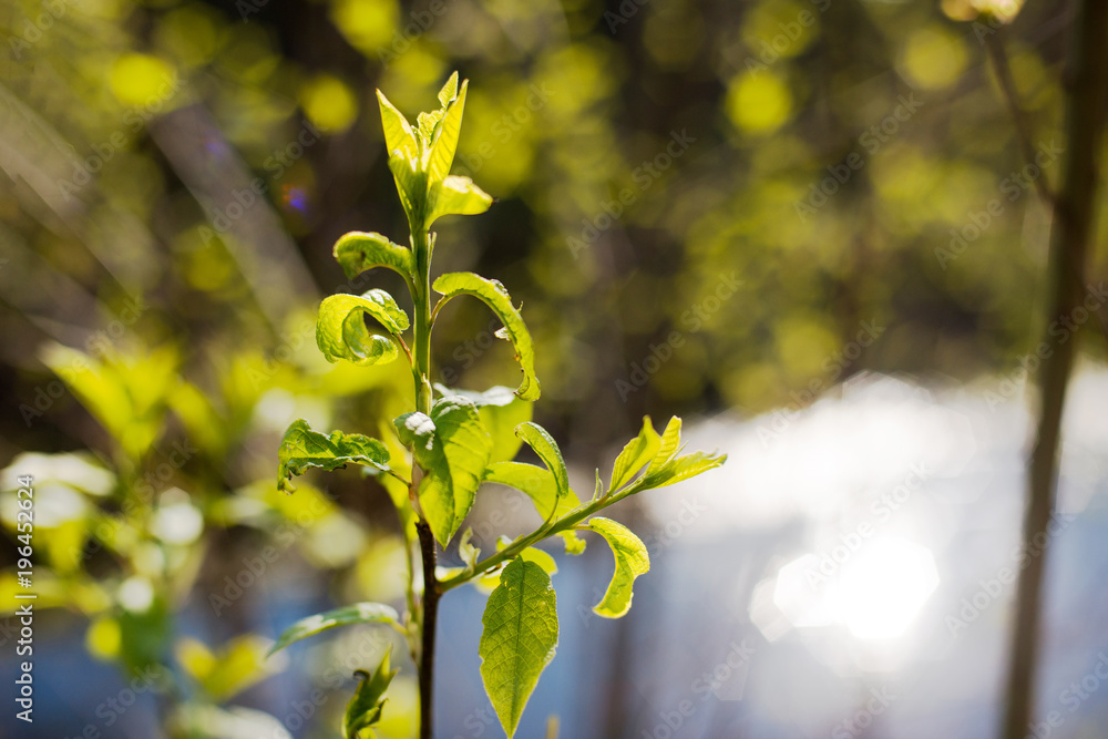 Obraz premium fresh green leaves