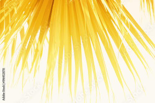 Tableau sur toile Palm Leaves Branches Sun Light Natural Background