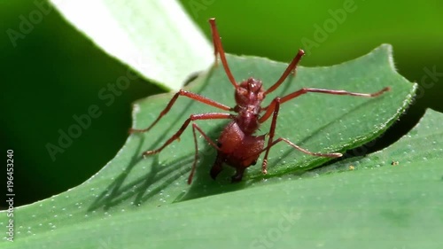Leafcutter ants move across a leaf. photo