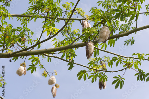 Kapok Tree