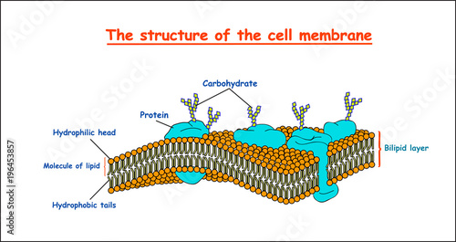 cell membrane structure on white background isolated. Education vector illustration