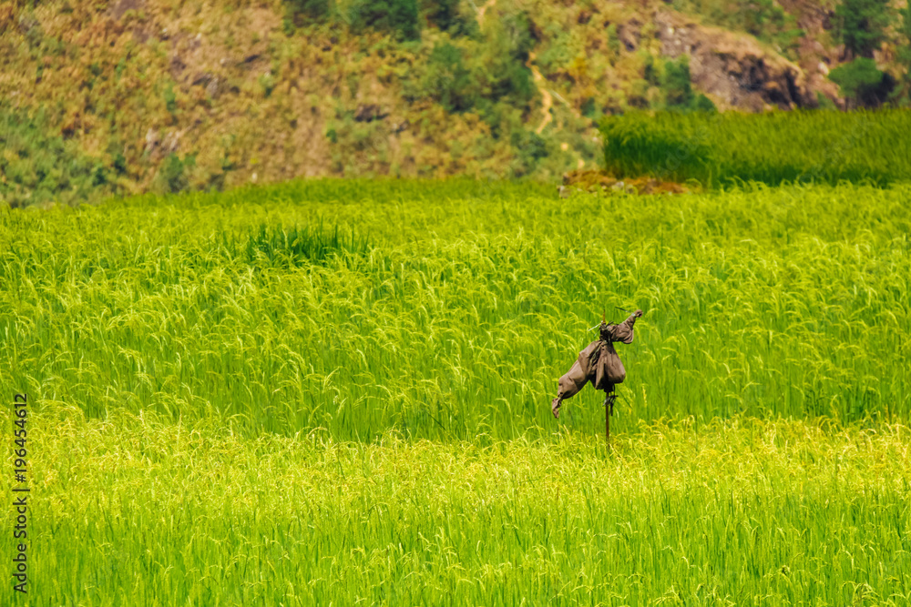 Naklejka premium Scarecrow in the middle of a field of rice