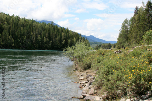  August in the Altai Mountains, a clear sunny day on the banks of the Katun River.