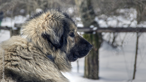 Portrait of an Illyrian Shepherd Dog (Sarplaninac) also known as Yugoslavian Shepherd and Shepherd from the Sharr Mountains