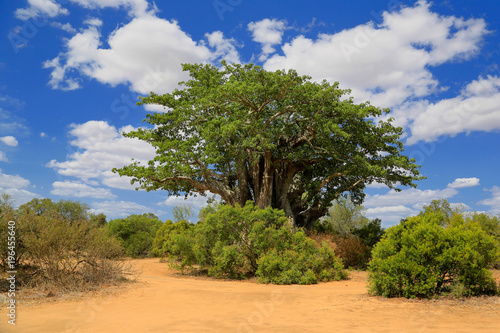Grzewo, Baobab, Park Narodowy, RPA © Agnieszka