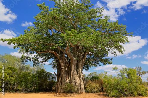 Grzewo, Baobab, Park Narodowy, RPA
