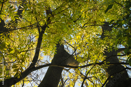 Gemeine Esche (Fraxinus excelsior)
