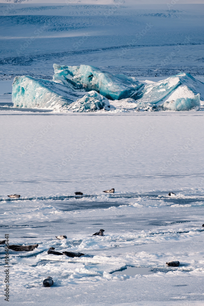 Obraz premium Gray seals relaxing and lying on ice sheet in the glacial lagoon Jokulsarlon in Iceland.
