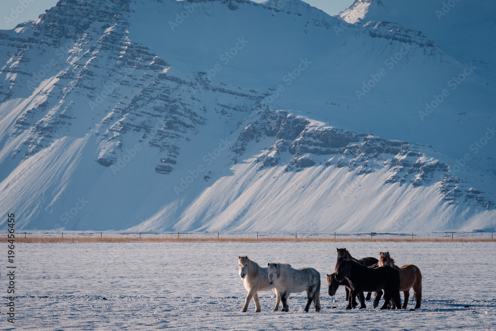 Fototapeta premium Typical Icelandic hairy horse grazing in snow blizzard. Iceland breed horse in wintertime in hard conditions snowy freezing winter at Iceland.