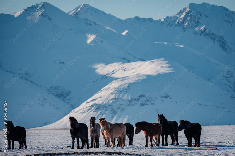 Fototapeta premium Typical Icelandic hairy horse grazing in snow blizzard. Iceland breed horse in wintertime in hard conditions snowy freezing winter at Iceland.